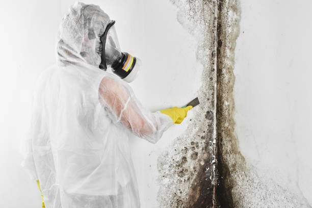 Reliable Lakeview, CA Mold Remediation Solutions